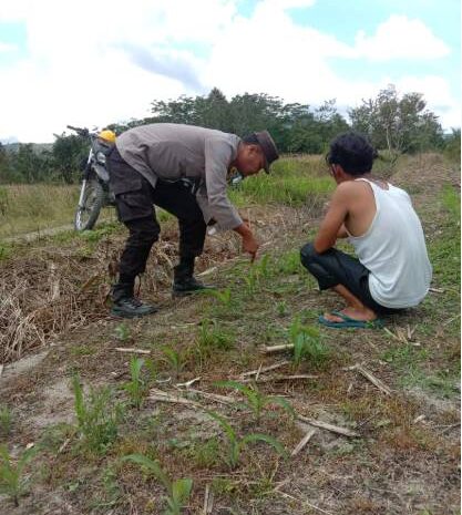  Dukung Ketapang, Polres Pakpak Bharat Melalui Bhabinkamtibmas Monitoring Perkembangan Tanaman Jagung