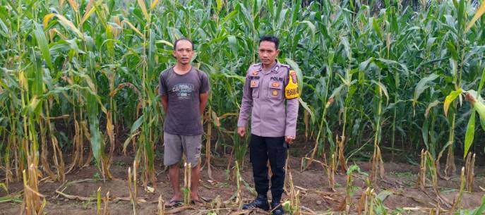  Dukung Ketahanan Pangan, Polsek Labuhan Ruku Melakukan Pengecekan Perkembangan Tanaman Jagung