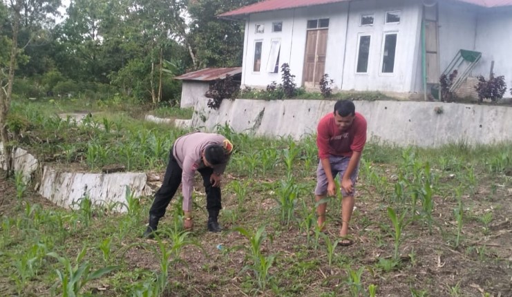  Bhabinkamtibmas Polsek Sukaramai Dukung Ketahanan Pangan Cek Lahan Tanaman Jagung
