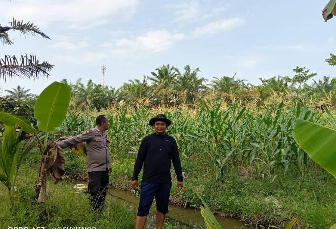  Polsek Indrapura Lakukan Pengecekan Lahan Penanaman Serentak Program Ketahanan Pangan