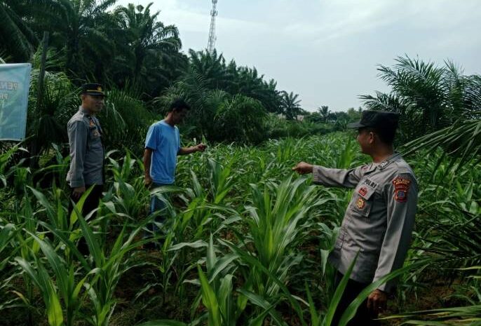  Cek Program Ketahanan Pangan, Sat Bimas Polres Batubara Gerakan Warga Manfaatkan Lahan Produktif