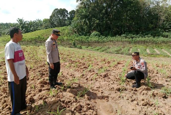  Dukung Ketahanan Pangan, Polres Batubara Tanami Jagung di Lahan 1 Hektar
