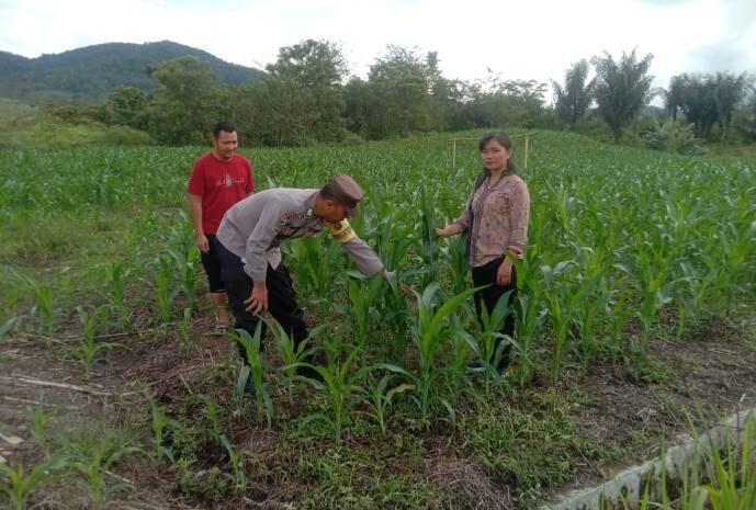  Wujud Keperdulian Polres Pakpak Bharat, Bhabinkamtibmas dan PPL Desa Cek Lahan Ketahanan Pangan di Desa Cikaok