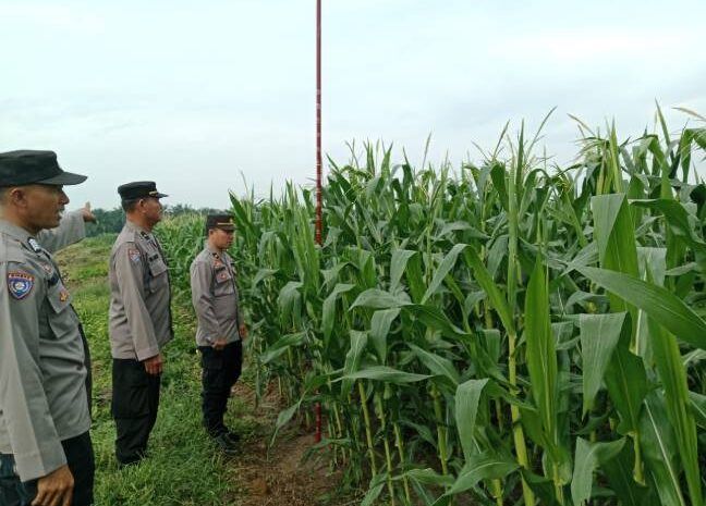  Polres Batubara Lakukan Pengecekan Ketahanan Pangan di PT Perkebunan Lonsum Dolok Estate