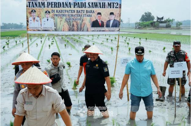  Tanam Padi Serentak, Bupati Batubara Janji Perbaiki Irigasi Untuk Ketahanan Pangan