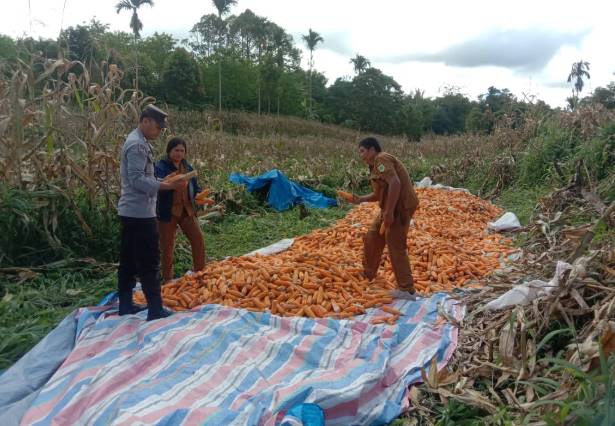 Bhabinkamtibmas Polres Pakpak Bharat dan Perangkat Desa Sinergitas Bantu Petani Jagung Panen