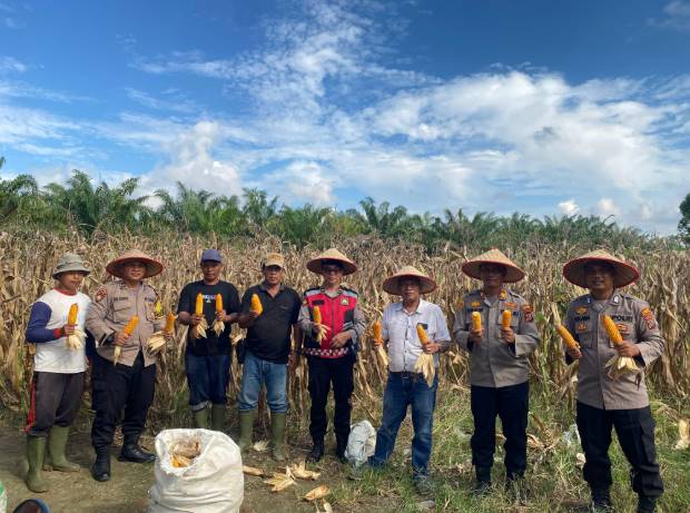  Polsek Indrapura dan PT Moeis Bersinergi Panen Raya Ketahanan Pangan