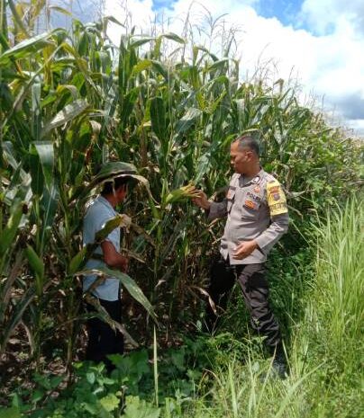  Bhabinkamtibmas Cek Lahan Ketahanan Pangan 3 Bulan Pasca Tanam Pohon Jagung Tumbuh Sesuai Harapan