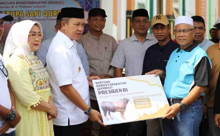  Bupati Morowali Serahkan Bantuan Sapi Kurban Presiden Prabowo Ke Panitia Masjid Agung