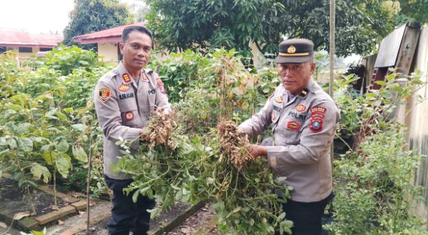  Kapolsek Indrapura Bersama Personil Panen Cabai, Sawi, dan Kacang Tanah di Pekarangan