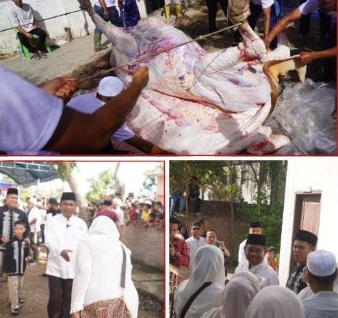 Presiden Prabowo Berkurban Sapi 800 Kg di Sergai, Bupati Sampaikan Apresiasi