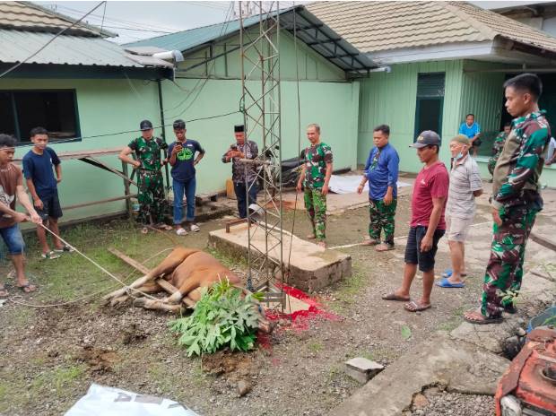  Peringati Hari Raya Idul Adha 1446 H, Koramil 1311-09/Bahodopi Laksanakan Pemotongan Hewan Kurban
