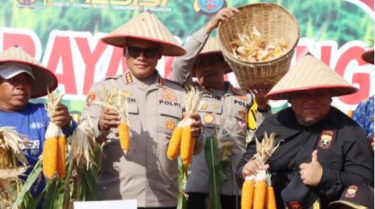  Dukung Swasembada Pangan Nasional, Kapolrestabes Medan Panen Jagung Binaan Polsek Medan Area