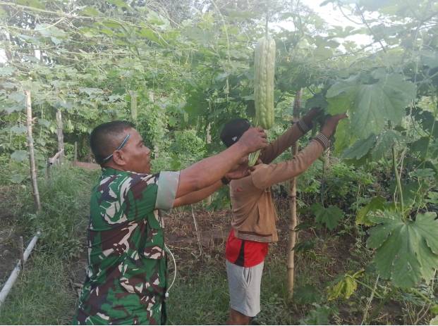  Babinsa Koramil 1311-09/Bahodopi Aktif Dampingi Petani Sayur di Desa Lele