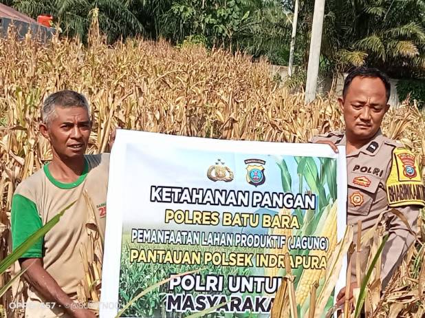  Bhabinkamtibmas Polsek Indrapura Berhasil Dukung Program Ketahanan Pangan Dengan Mengecek Tanaman Jagung Siap Panen