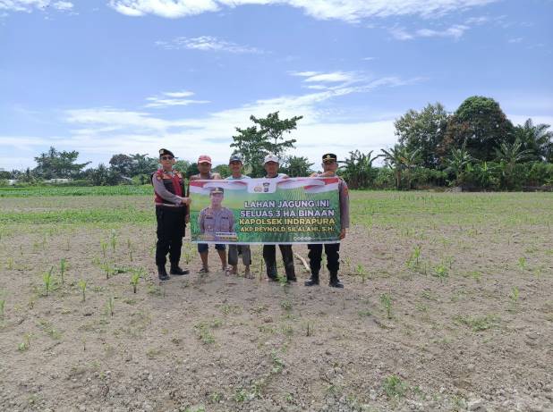  Kapolsek Indrapura Pimpin Pemeliharaan Lahan Jagung Tingkatkan Produktivitas