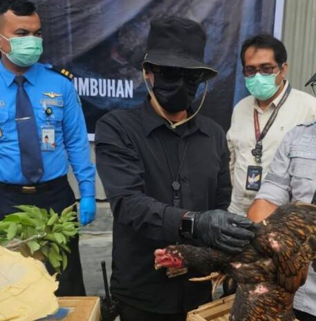  Karantina Sumut: “Karantina Tidak Menutup Pelayanan, Asalkan Jelas Asal Usul Ayam”