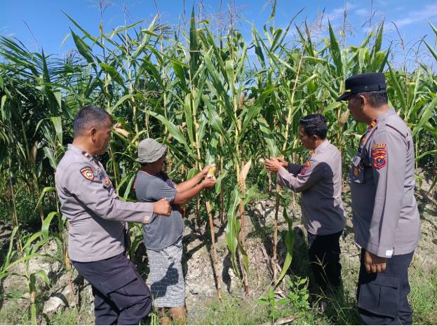  Kapolsek Indrapura Monitoring Panen Lahan Jagung Seluas 5 Ha di Desa Perkebunan Tanjung Kasau