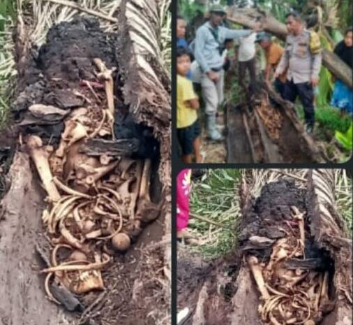  Penemuan Kerangka Manusia di Kebun Sawit, Diduga Jasad Pemuda Yang Hilang Dua Tahun Lalu
