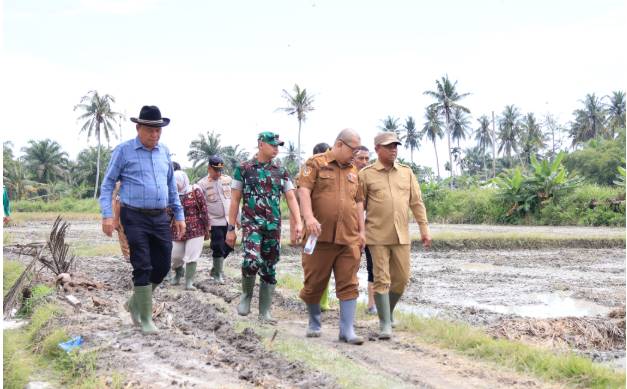  Harga Gabah Stabil, Program Optimasi Lahan Dongkrak Produksi Padi di Sergai