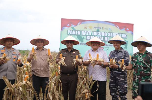  Panen Raya Jagung di Asahan, Polres dan Forkopimda Dorong Swasembada Pangan