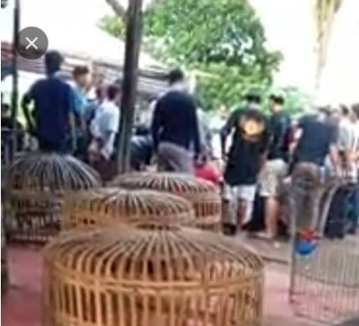  Arena Judi Sabung Ayam dan Dadu Marak di Desa Sentis