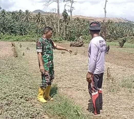  Babinsa Koramil 1311-09/Bahodopi Dampingi Petani di Desa Siumbatu
