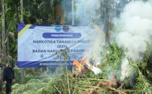  BNN Temukan Ladang Ganja Seluas 6,5 Hektare di Aceh Utara