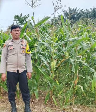  Polsek Indra Pura Koordinasi dan Pengecekan Lahan Ketapang
