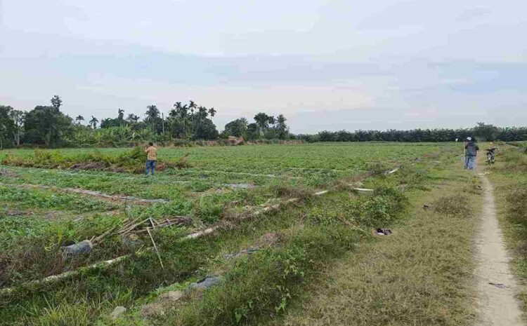  Tanaman Semangka di Lahan PTPN Disorot, APPI Sumut Tegaskan Harus Ada Izin Kemitraan Resmi