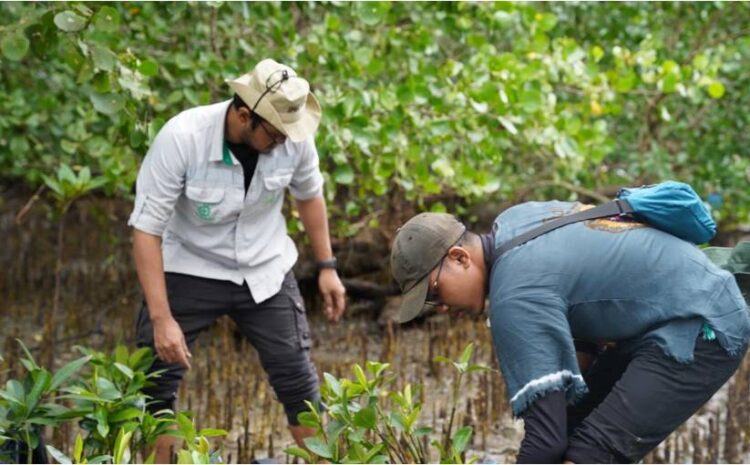  Langkah Hijau IMIP Tanam Mangrove, Menjaga Keberlanjutan Lingkungan