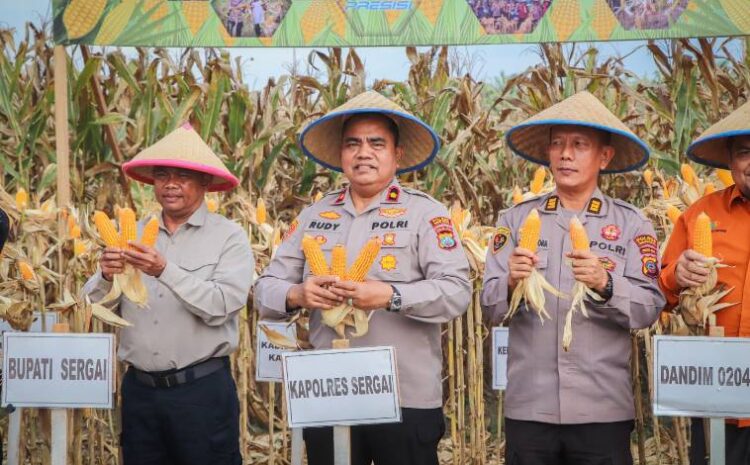  Polres Sergai Ikut Panen Jagung Serentak Kuartal I 2026, Wakapolres dan Bupati Tegaskan Komitmen Ketahanan Pangan
