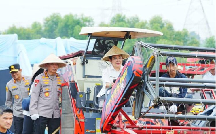  Dukung Ketahanan Pangan Nasional, Polda Sumut dan Polres Jajaran Ikuti Panen Raya Jagung Serentak Polri