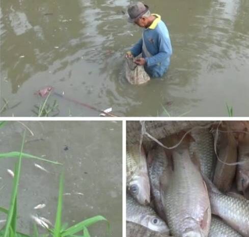  Diduga Limbah Pengolahan Ubi Cemari Sungai di Desa Liberia, Ikan Ditemukan Mati