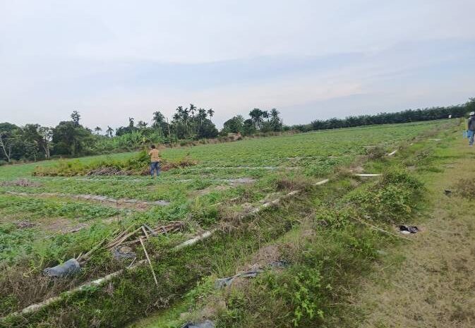  Areal Pembibitan Sawit Menjadi Tanaman Semangka Disorot Publik