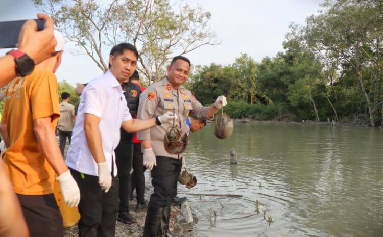  Polres Batubara Lepaskan 300 Ekor Hewan Belangkas Yang Dilindungi