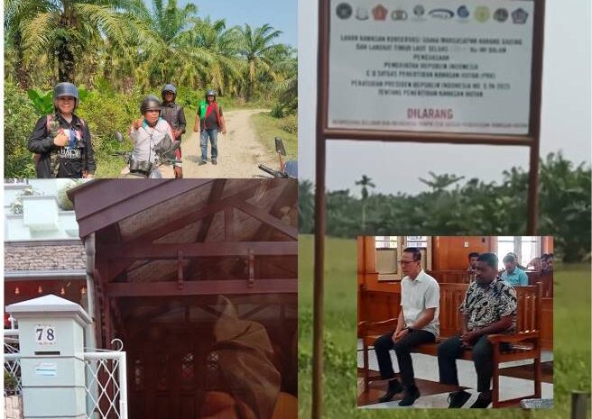  Divonis 10 Tahun dan Denda 856,8 Miliar Kasus Perambahan Ratusan Hektar Hutan Mangrove di Tanjung Pura Jadi Perkebunan Sawit, Akuang Tak Ditahan, TBS Sawit Masih Dipanen