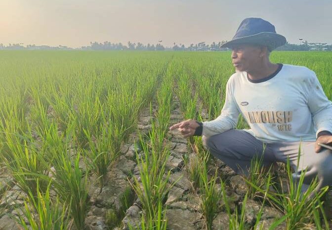  Irigasi Ditutup, Padi Terancam Gagal Panen di Desa Sei Rejo