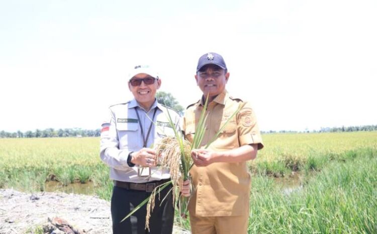  Produktivitas Padi Ditargetkan Naik, Bupati Darma Wijaya Dukung Penuh Program PM-AAS di Sergai