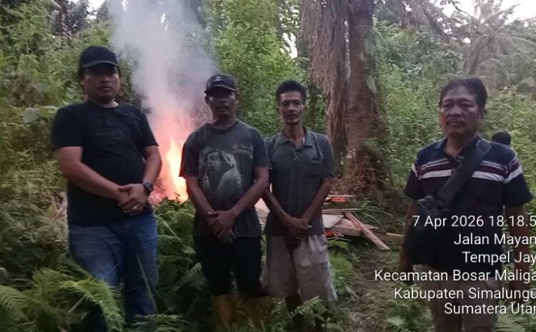 Polsek Bosar Maligas Gerebek dan Bakar Lapak Haram di Perladangan Nagori Boluk