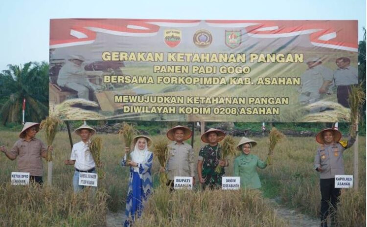  Kodim 0208 Asahan Bersama Forkopimda Panen Raya Padi Gogo