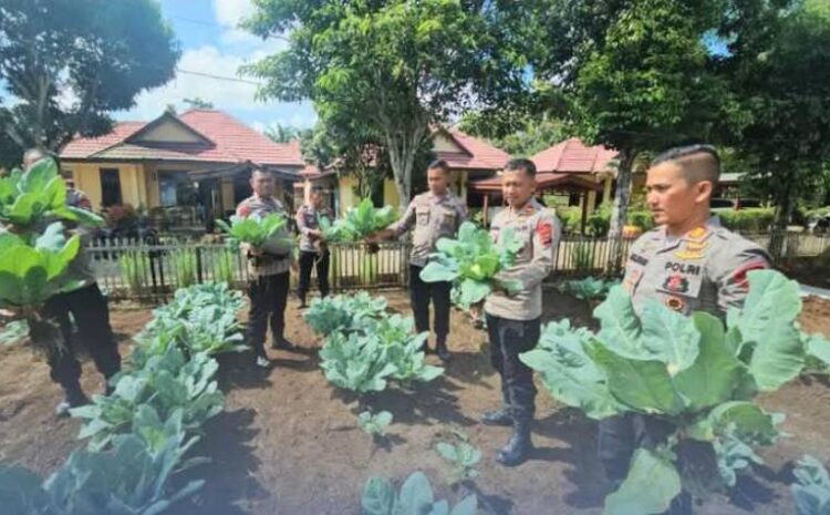  Dukung Ketahanan Pangan, Brimob Polda Sumut Panen Sayur di Lahan P2L Kompi-2 Batalyon C