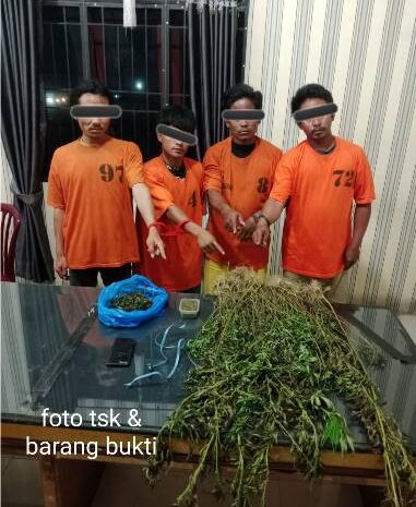  Empat Pria Diciduk Unit 1 Satnarkoba Polres Karo, 75 Batang Ganja Ditemukan di Perladangan