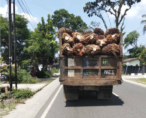  Truk Angkut Sawit PTPN 4 Kebun Marihat Tanpa Jaring Abaikan Keselamatan Pengendara Lain
