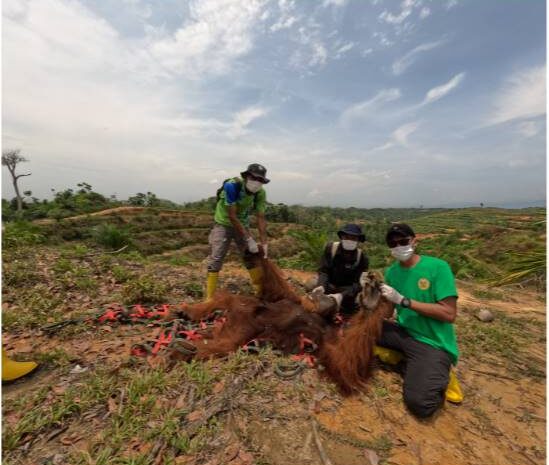  Evakuasi Orangutan Sumatera di Langkat, BKSDA Sumut Turun Tangan