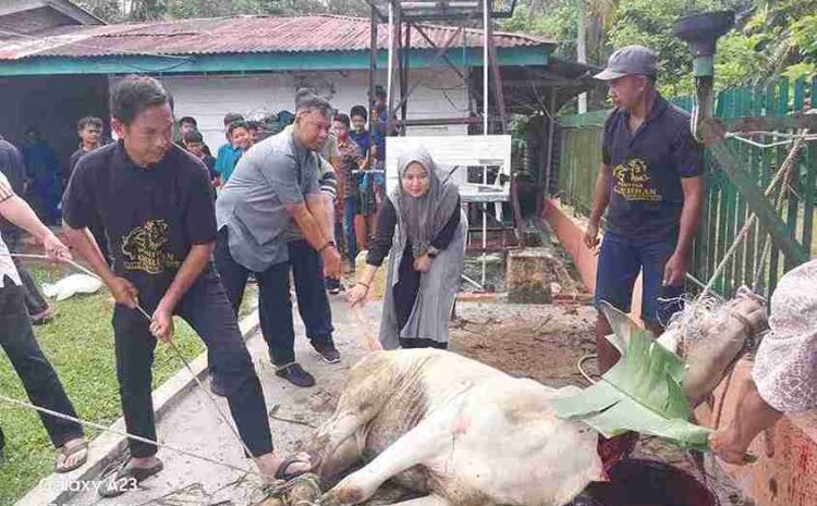  Momentum Idul Adha 1447 H, PTPN IV Regional II Kebun Bah Birung Ulu Sembelih 12 Hewan Kurban