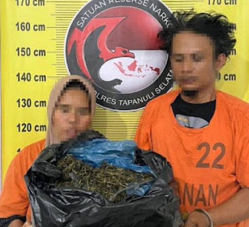  Polres Tapsel Gagalkan Peredaran 3 Kg Ganja, Dua Pelaku Ditangkap Gunakan Becak Motor