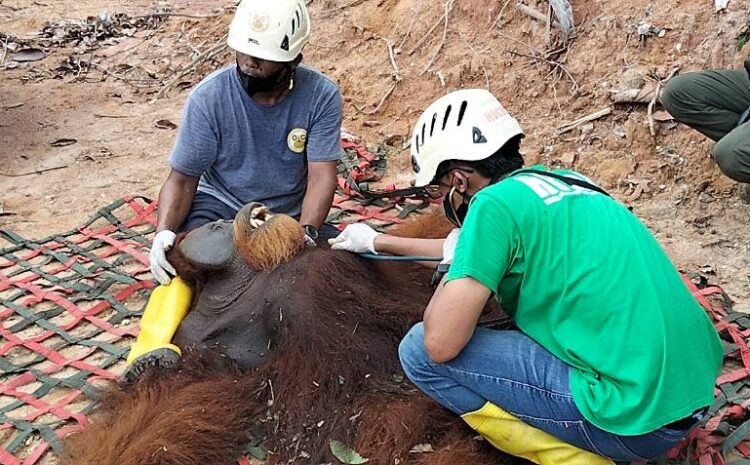  BKSDA Bersama Tim HOCRU Lakukan Resuce dan Translokasi Orangutan Sumatera Pongo Abelii
