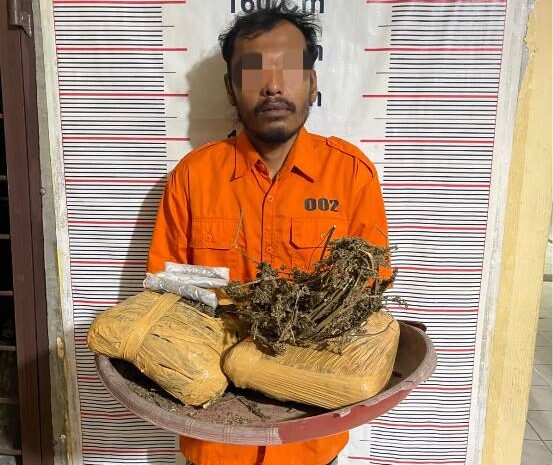  Polsek Bahorok Gagalkan Peredaran 2 Kilogram Ganja di Bukit Lawang, Seorang Pria Diamankan