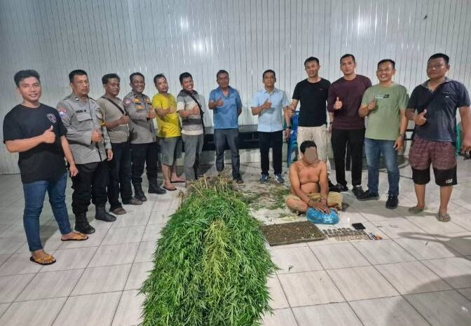  Pria di Tanjung Morawa Diciduk Polisi, 40 Batang Ganja Setinggi 2 Meter Disita